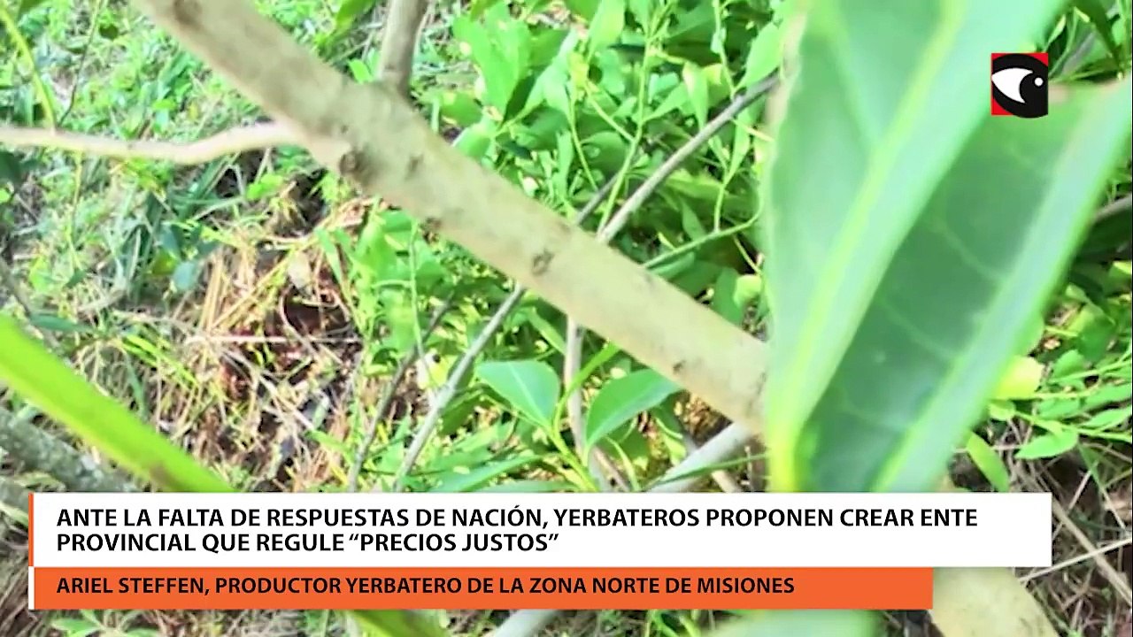 Ante la falta de respuestas de nación, yerbateros proponen crear ente provincial que regule "precios justos"