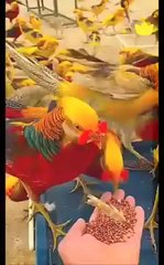 The most beautiful Recitation of Holy Quran