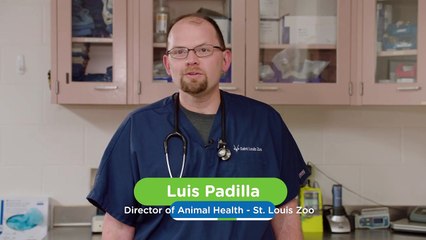 What Are The Big Similarities and Differences Between an Animal Pharmacy and a Human One