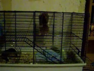Spider Hamster