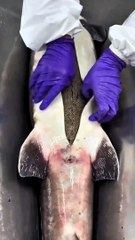 TERNYATA INILAH ASAL USUL DI BALIK TELUR CAVIAR YANG MAHAL!!!