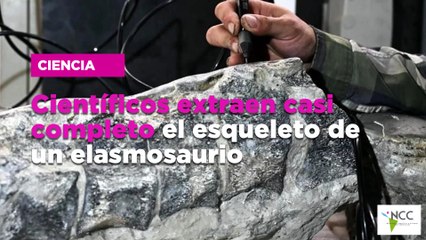 Científicos extraen casi completo el esqueleto de un elasmosaurio