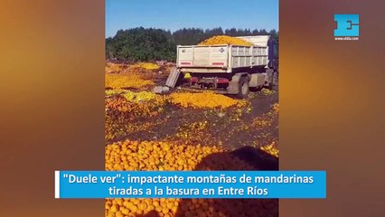 "Duele ver": impactante montañas de mandarinas tiradas a la basura en Entre Ríos