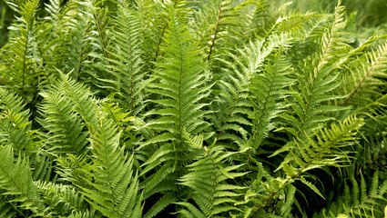 How to Grow Ferns, an Easy, Low-Maintenance Plant That Thrives in Shade