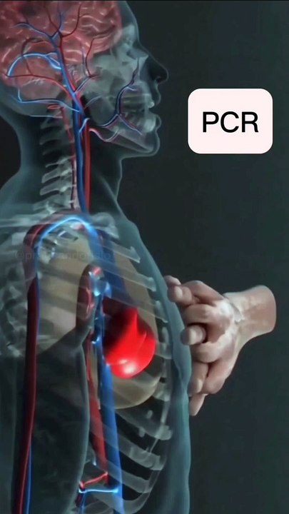 Internal organs