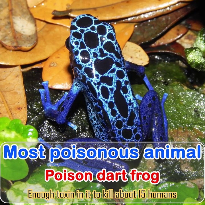 Amazing facts about animals-(1080p)