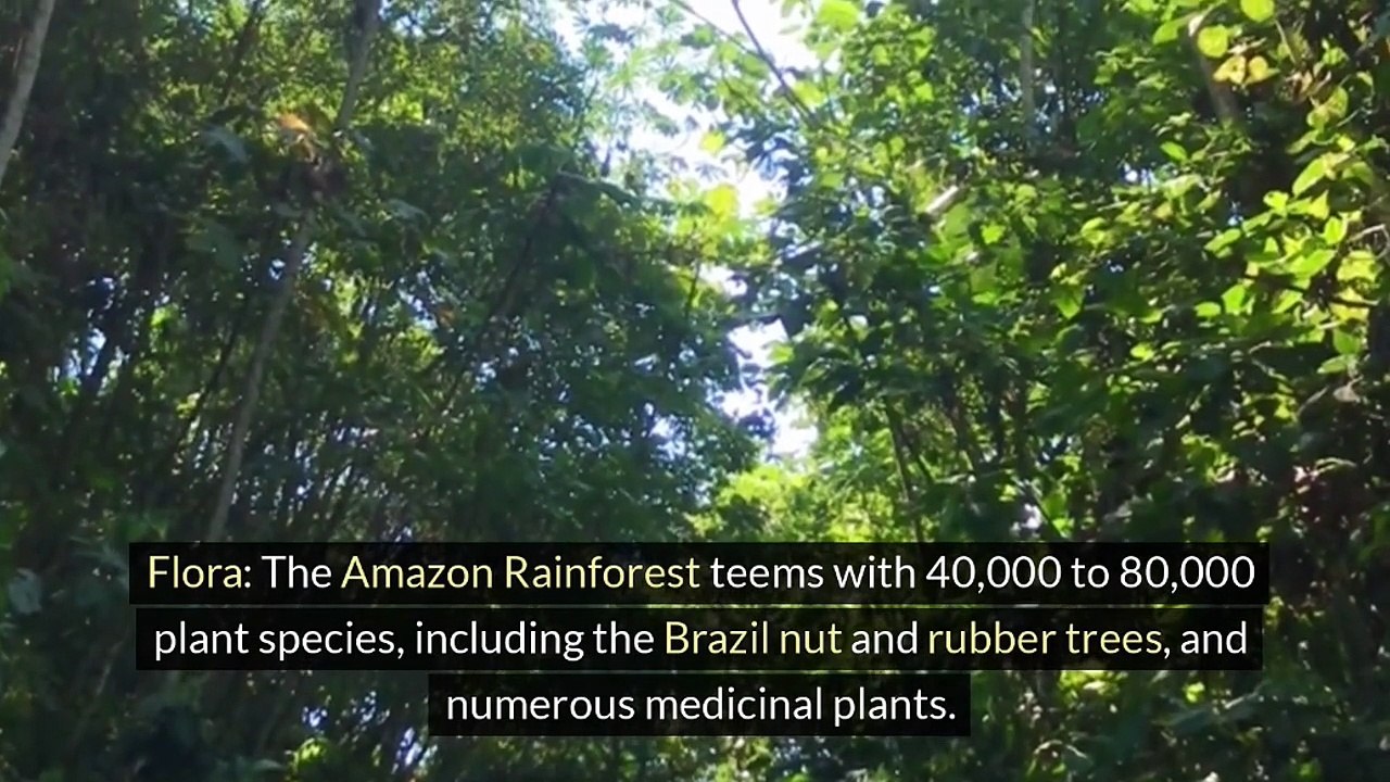The Amazon Jungle - Nature's Wild Pulse