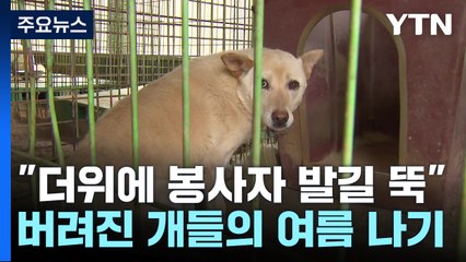 "더위에 봉사자 발길 뚝"...버려진 개들의 '여름 나기' / YTN