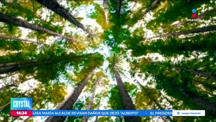 Hoy es el Día Mundial del Árbol