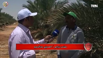 "زرعنا مليون و600 ألف نخلة".. أحد المهندسين الزراعيين في "توشكى الخير" عن المشروع