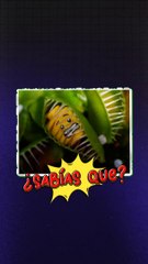 Plantas carnívoras 