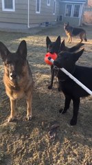 Four German Shepherd Dogs Excited to Play
