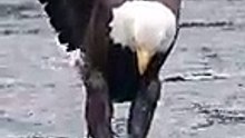 Eagle catch fish 