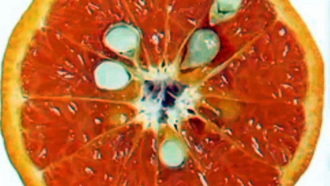 How grow Orange plant, Orange plant, baby orange plant from seed