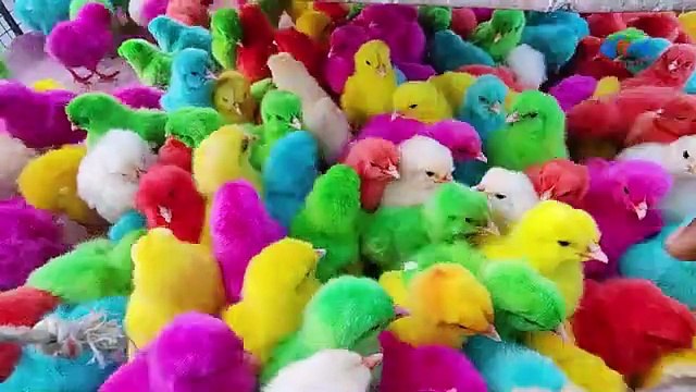 Cute chiks/hen chiks/love hen chiks