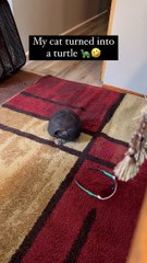 I am transforming into turtle