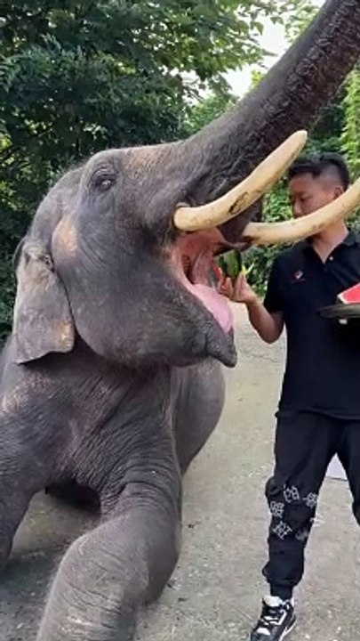 Elephant  eating favorite 0ne 