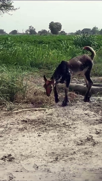 Bakra Larry Bado Badi #Bakra Mandi