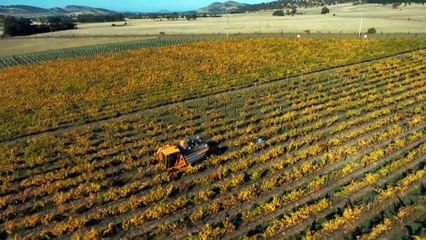 Drought threatens food and wine production in Tasmania’s south-east