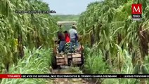 Pérdidas de 40 millones de pesos en papaya por lluvias afectan a productores de Campeche