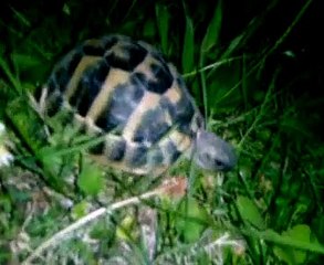 Ughino, la tartaruga del giardino.