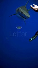 Beautiful creatures of the sea || Loffar Hub