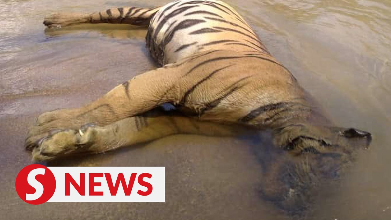 Tiger carcass found in Kuala Krai, says Kelantan Perhilitan