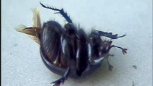 Cetonia nera  Netocia moro