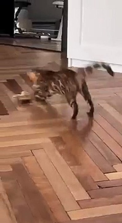 Hey!!!! Who Are You. Cutie Funny Movement