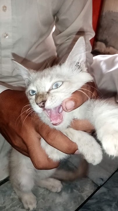 Cat video