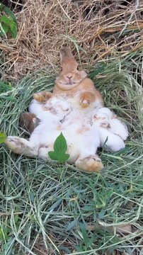 Top wildlife Animal a beautiful rabbit mom feeding the child.Loffar HUB