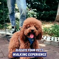 Pet Harness and Leash Set