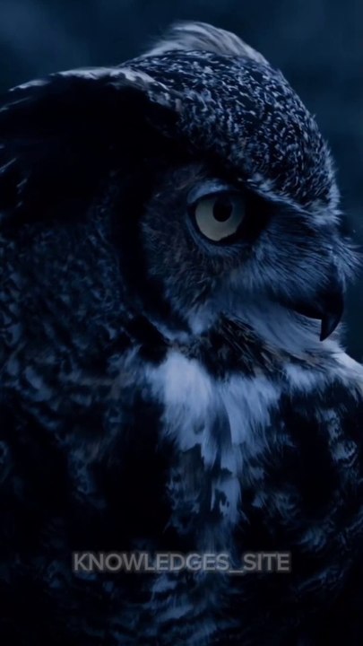 Owl।_mystery_of_owl।_#shorts_#shorts_#shortvideo_#viral_#facts(1080p)
