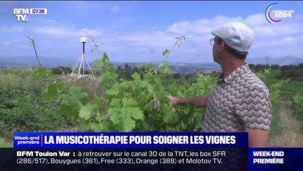 Des notes de musique pour soigner les vignes dans l'un des départements les plus secs de France