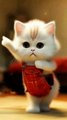 Cute cat dancing.Please like and share ta video and don't forget to follow me.Thank you❤️