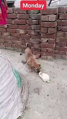 Baby rabbit and dog playing