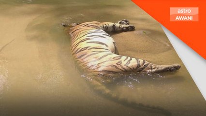 Perhilitan Kelantan terima laporan penemuan bangkai harimau belang di Kuala Krai