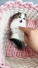 Cats got talent....... not