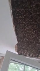 I found 180,000 bees living in bedroom ceiling