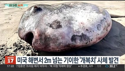 [지구촌톡톡] 미국 해변서 2m 넘는 기이한 '개복치' 사체 발견 外