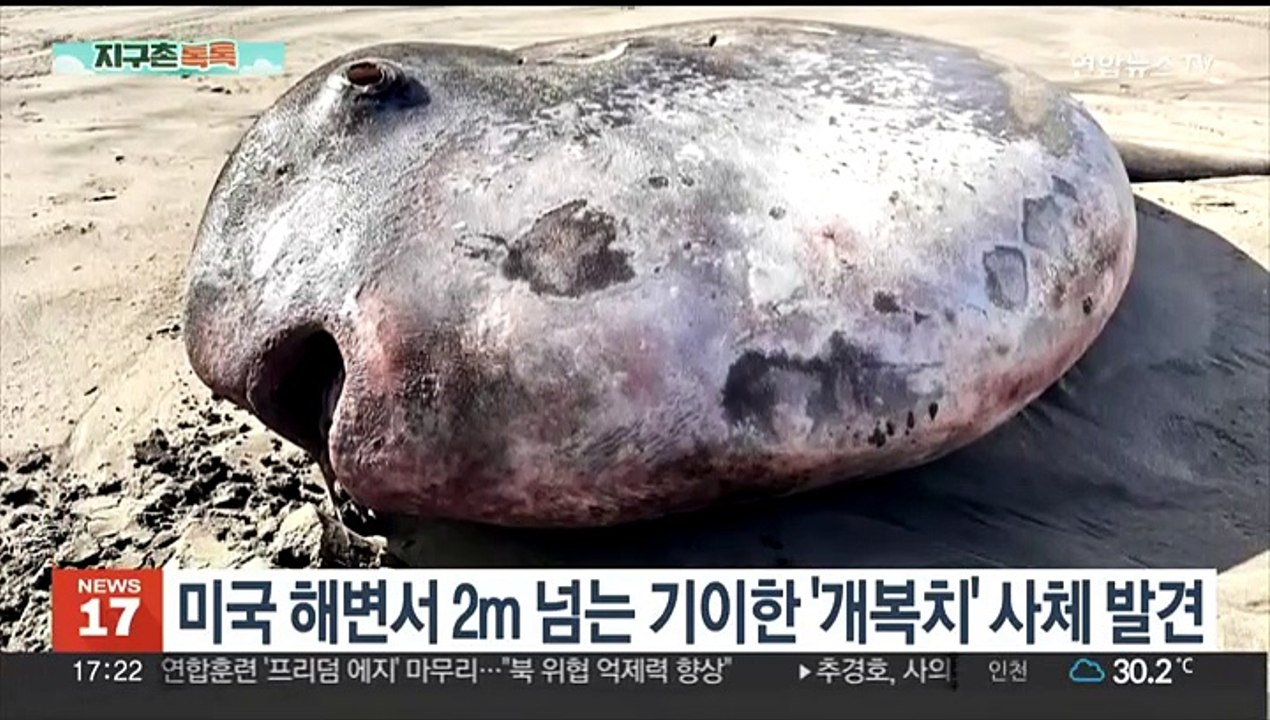 [지구촌톡톡] 미국 해변서 2m 넘는 기이한 '개복치' 사체 발견 外