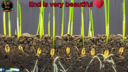 Red Bell Pepper: Seed to Harvest (Time Lapse)