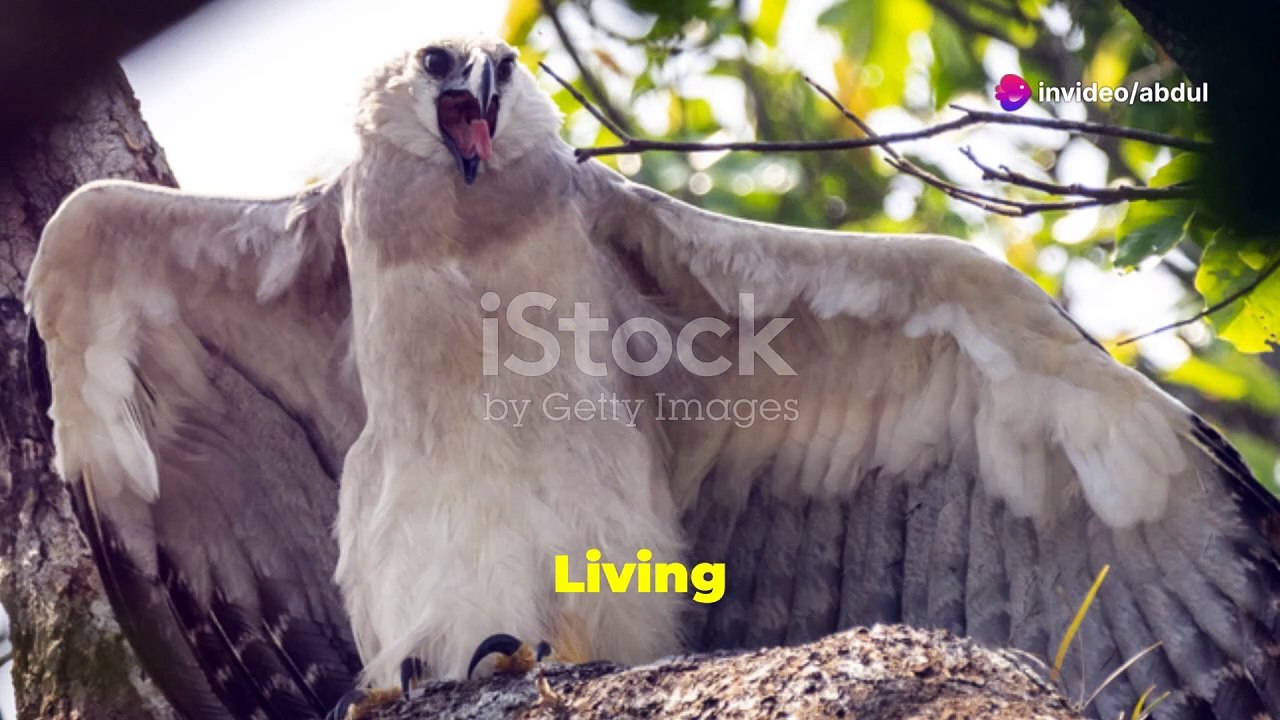 Meet the Harpy Eagle_ Nature's Giant