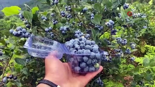 Artvin'de organik hasat başladı, ürün kalitesi coştu: Tam bir vücut koruyucu!