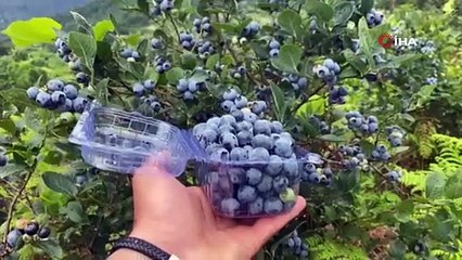 Artvin'de organik hasat başladı, ürün kalitesi coştu: Tam bir vücut koruyucu!