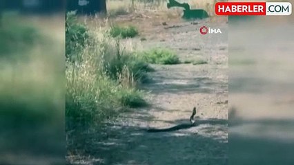 Batman'da yılanların çiftleşme dansı