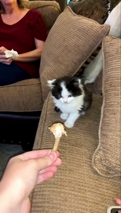 Powerful Kitten