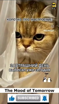 Humor - The Mood of Tomorrow #funny #funnyfails #funnyvideo #humor #humour #humormemes #fails