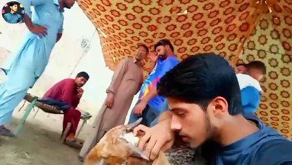 Bakra Eid Funny Compeletion __ بکرا عید سپیشل __ Tezabi Totay Punjabi