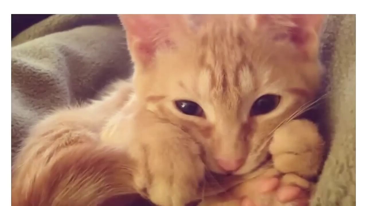 1 Minute Compilation of Cute & Funny Cats!